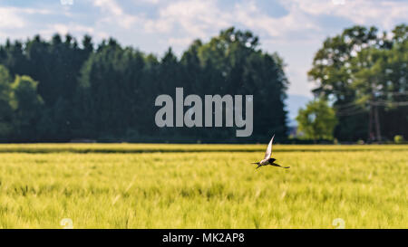 Vogel fliegt über ein Feld von Weizen in Österreich Stockfoto