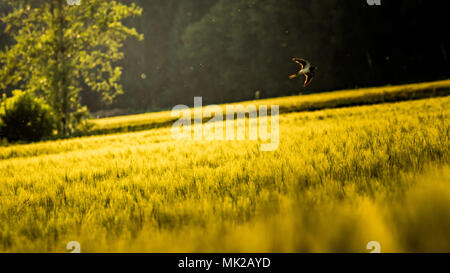 Vogel fliegt über ein Feld von Weizen in Österreich Stockfoto