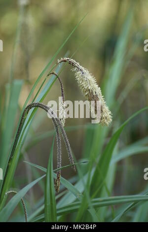 Carex pendula Stockfoto