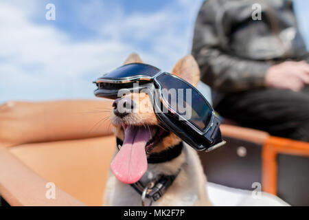 Shetland Sheepdog sitzt mit Sonnenbrille in einem Motorrad Seitenwagen Stockfoto