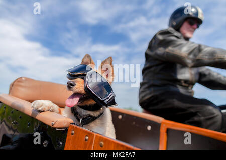 Shetland Sheepdog sitzt mit Sonnenbrille in einem Motorrad Seitenwagen Stockfoto