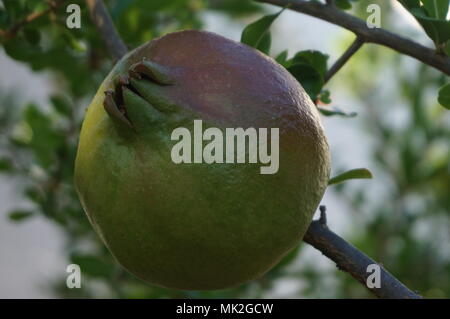 Granatapfel Stockfoto