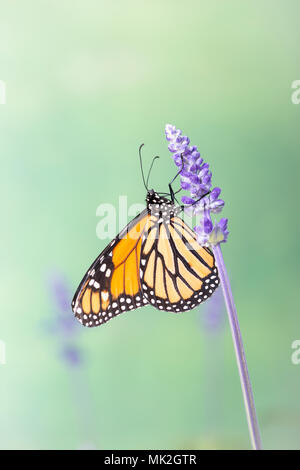 Monarchfalter Danaus Plexippus Fütterung auf lila Salvia Blume, auf einem weichen, grünen Hintergrund - Seitenansicht Stockfoto