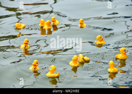 Gelben Gummienten in einem Duck Race schwimmend auf einem See Wasser Stockfoto
