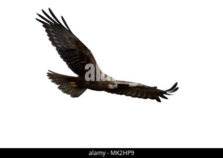 Western Rohrweihe im Flug auf weißem Hintergrund Stockfoto