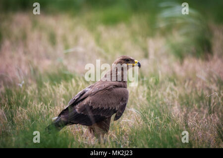 Steppe eagle/Aquila nipalensis. Chyornye Zemli (Schwarz landet) Naturschutzgebiet, Kalmückien Region, Russland. Stockfoto