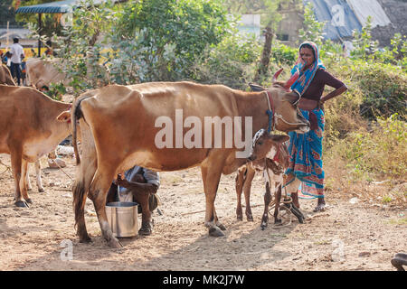 Tiruvannamalai, Tamil Nadu, Indien, 23. Januar 2018: Indische Familie melken eine Kuh Stockfoto