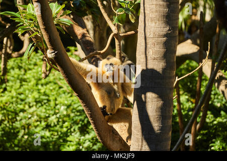 Gelb ist Gibbon (Nomascus gabriellae) in Adelaide Zoo, SA. Australien Stockfoto