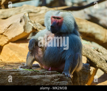 Hamadryas Paviane (Papio hamadryas) im Zoo von Adelaide, SA, Australien Stockfoto