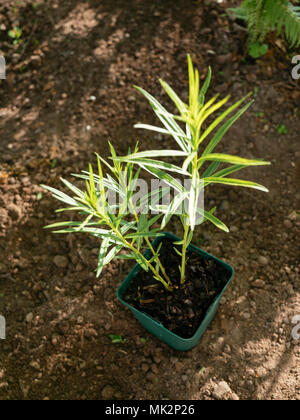 Hubricht's (Amsonia hubrichtii Bluestar) in einem Topf in einem staudenbeet gepflanzt werden. Stockfoto