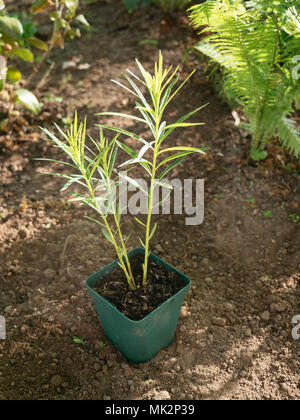 Hubricht's (Amsonia hubrichtii Bluestar) in einem Topf in einem staudenbeet gepflanzt werden. Stockfoto