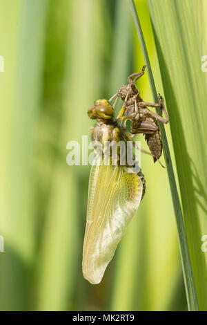 14 der 22. Nach Plattbauch Libelle aus Larven. vollständige Sequenz. exuvia, exoskelett, Libellula depressa, Mai, UK. Stockfoto