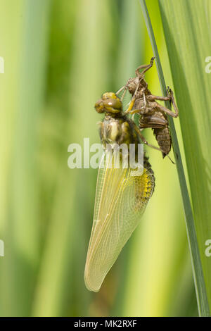 15 der 22. Nach Plattbauch Libelle aus Larven. vollständige Sequenz. exuvia, exoskelett, Libellula depressa, Mai, UK. Stockfoto