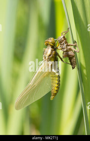 16 der 22. Nach Plattbauch Libelle aus Larven. vollständige Sequenz. exuvia, exoskelett, Libellula depressa, Mai, UK. Stockfoto