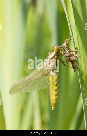 17 der 22. Nach Plattbauch Libelle aus Larven. vollständige Sequenz. exuvia, exoskelett, Libellula depressa, Mai, UK. Stockfoto