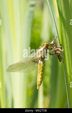 18 der 22. Nach Plattbauch Libelle aus Larven. vollständige Sequenz. exuvia, exoskelett, Libellula depressa, Mai, UK. Stockfoto