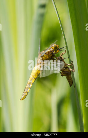 20 der 22. Nach Plattbauch Libelle aus Larven. vollständige Sequenz. exuvia, exoskelett, Libellula depressa, Mai, UK. Stockfoto