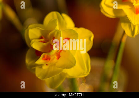 Erstaunlich große helle gelbe Narzissen im Sonnenlicht. - Nah-, Makro-, perfekte Bild für Grußkarte, Frühling Hintergrund. Stockfoto