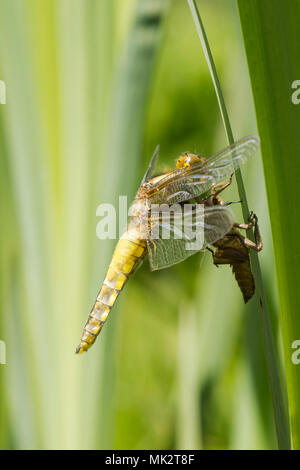 21 von 22. Nach Plattbauch Libelle aus Larven. vollständige Sequenz. exuvia, exoskelett, Libellula depressa, Mai, UK. Stockfoto