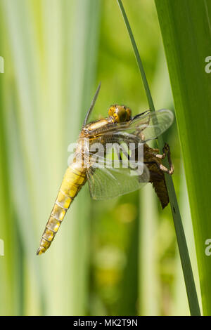 22 von 22. Nach Plattbauch Libelle aus Larven. vollständige Sequenz. exuvia, exoskelett, Libellula depressa, Mai, UK. Stockfoto