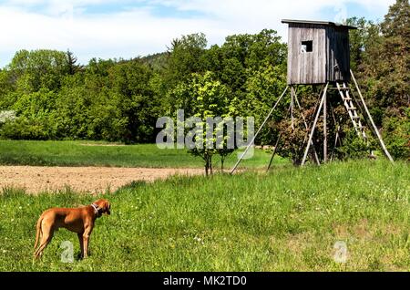 Holz- Jagd Wachturm in der tschechischen Landschaft. Landschaft in der Tschechischen Republik. Wild Jagd Stockfoto