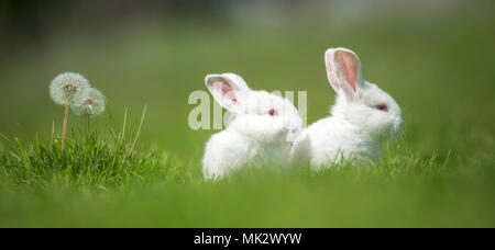 Kleine weiße Kaninchen auf grünem Gras im Sommer Tag Stockfoto