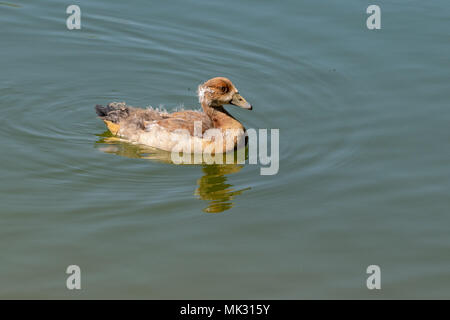 Juvenile Nilgans Entlein. Nilgänse sind eng verbunden mit Brandgänse und Nachkommen werden oft als Entenküken eher als gänschen bezeichnet Stockfoto