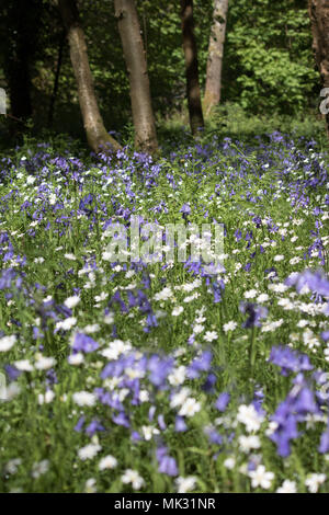 Ranmore, Dorking, Surrey, Großbritannien. 6. Mai 2018. Bluebells und Adlerfarn im Waldland auf ranmore in der Nähe von Dorking, Surrey. Credit: Julia Gavin/Alamy leben Nachrichten Stockfoto