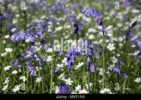 Ranmore, Dorking, Surrey, Großbritannien. 6. Mai 2018. Bluebells und weniger Sternmiere im Waldland auf ranmore in der Nähe von Dorking, Surrey. Credit: Julia Gavin/Alamy leben Nachrichten Stockfoto