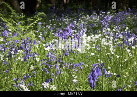 Ranmore, Dorking, Surrey, Großbritannien. 6. Mai 2018. Bluebells und weniger Sternmiere im Waldland auf ranmore in der Nähe von Dorking, Surrey. Credit: Julia Gavin/Alamy leben Nachrichten Stockfoto