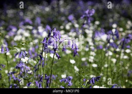 Ranmore, Dorking, Surrey, Großbritannien. 6. Mai 2018. Bluebells und weniger Sternmiere im Waldland auf ranmore in der Nähe von Dorking, Surrey. Credit: Julia Gavin/Alamy leben Nachrichten Stockfoto