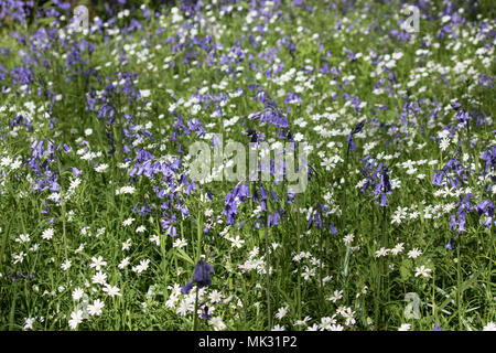 Ranmore, Dorking, Surrey, Großbritannien. 6. Mai 2018. Bluebells und weniger Sternmiere im Waldland auf ranmore in der Nähe von Dorking, Surrey. Credit: Julia Gavin/Alamy leben Nachrichten Stockfoto