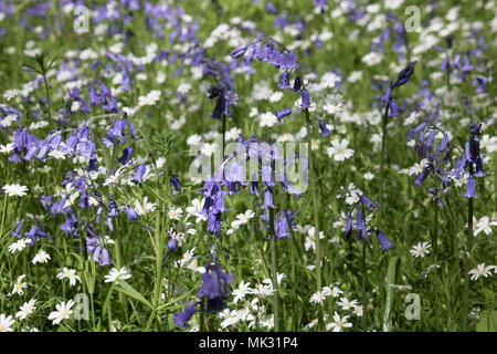 Ranmore, Dorking, Surrey, Großbritannien. 6. Mai 2018. Bluebells und weniger Sternmiere im Waldland auf ranmore in der Nähe von Dorking, Surrey. Credit: Julia Gavin/Alamy leben Nachrichten Stockfoto