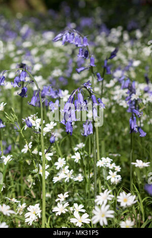 Ranmore, Dorking, Surrey, Großbritannien. 6. Mai 2018. Bluebells und weniger Sternmiere im Waldland auf ranmore in der Nähe von Dorking, Surrey. Credit: Julia Gavin/Alamy leben Nachrichten Stockfoto