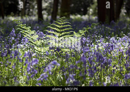 Ranmore, Dorking, Surrey, Großbritannien. 6. Mai 2018. Bluebells und Adlerfarn im Waldland auf ranmore in der Nähe von Dorking, Surrey. Credit: Julia Gavin/Alamy leben Nachrichten Stockfoto