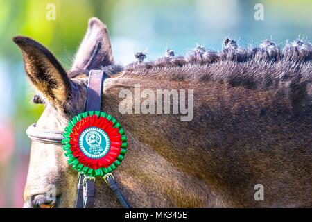 Cross Country. Beaufort Pony Club Pferd. Mitsubishi Badminton Horse Trials. Badminton. UK. 05.05.2018. Stockfoto