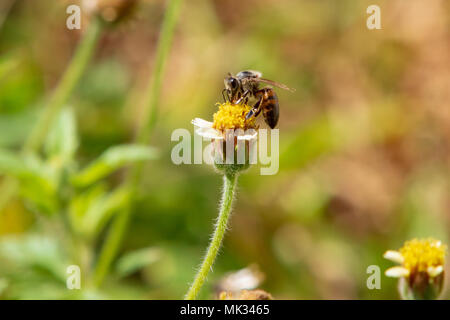 Asunción, Paraguay. 6. Mai, 2018. Eine Honigbiene (Apis mellifera), die Feeds der Nektar der tridax Daisy oder coatbuttons (Tridax procumbens) Blühende Blumen während teilweise sonnigen Nachmittag mit zu hoher Temperatur um 30°C in Asunción, Paraguay. Tridax Daisy ist aus tropischen Amerika und kann in Bereichen in Bereichen mit tropische oder subtropische Klima gefunden werden. Credit: Andre M. Chang/ARDUOPRESS/Alamy leben Nachrichten Stockfoto