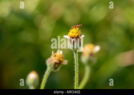 Asunción, Paraguay. 6. Mai, 2018. Ein stachellosen Biene oder meliponini (Tetragonisca angustula) versorgt den Nektar der tridax Daisy oder coatbuttons (Tridax procumbens) Blühende Blumen während teilweise sonnigen Nachmittag mit zu hoher Temperatur um 30°C in Asunción, Paraguay. Tridax Daisy ist aus tropischen Amerika und kann in Bereichen in Bereichen mit tropische oder subtropische Klima gefunden werden. Credit: Andre M. Chang/ARDUOPRESS/Alamy leben Nachrichten Stockfoto