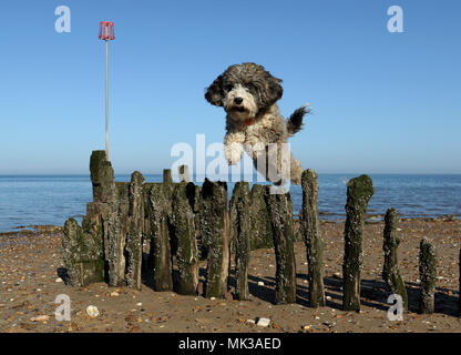 Hunstanton, Norfolk, Großbritannien. 6. Mai 2018. Cookie die cockapoo Hund liebt das heiße Wetter als Sie springt über diese alte See Defense groyne unter einem wunderschönen blauen Himmel bei Hunstanton, Norfolk, am 6. Mai 2018. Credit: Paul Marriott/Alamy leben Nachrichten Stockfoto