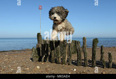 Hunstanton, Norfolk, Großbritannien. 6. Mai 2018. Cookie die cockapoo Hund liebt das heiße Wetter als Sie springt über diese alte See Defense groyne unter einem wunderschönen blauen Himmel bei Hunstanton, Norfolk, am 6. Mai 2018. Credit: Paul Marriott/Alamy leben Nachrichten Stockfoto