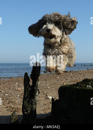 Hunstanton, Norfolk, Großbritannien. 6. Mai 2018. Cookie die cockapoo Hund liebt das heiße Wetter als Sie springt über diese alte See Defense groyne unter einem wunderschönen blauen Himmel bei Hunstanton, Norfolk, am 6. Mai 2018. Credit: Paul Marriott/Alamy leben Nachrichten Stockfoto