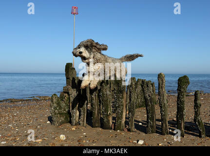 Hunstanton, Norfolk, Großbritannien. 6. Mai 2018. Cookie die cockapoo Hund liebt das heiße Wetter als Sie springt über diese alte See Defense groyne unter einem wunderschönen blauen Himmel bei Hunstanton, Norfolk, am 6. Mai 2018. Credit: Paul Marriott/Alamy leben Nachrichten Stockfoto