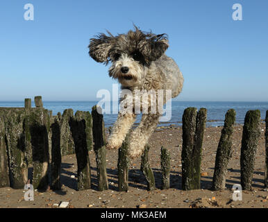 Hunstanton, Norfolk, Großbritannien. 6. Mai 2018. Cookie die cockapoo Hund liebt das heiße Wetter als Sie springt über diese alte See Defense groyne unter einem wunderschönen blauen Himmel bei Hunstanton, Norfolk, am 6. Mai 2018. Credit: Paul Marriott/Alamy leben Nachrichten Stockfoto