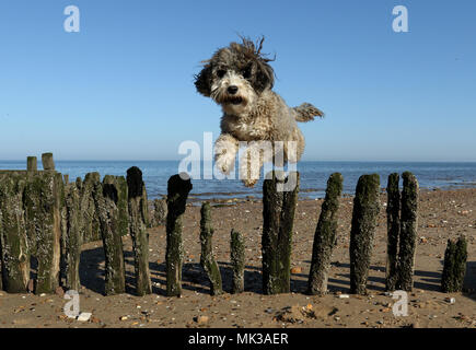 Hunstanton, Norfolk, Großbritannien. 6. Mai 2018. Cookie die cockapoo Hund liebt das heiße Wetter als Sie springt über diese alte See Defense groyne unter einem wunderschönen blauen Himmel bei Hunstanton, Norfolk, am 6. Mai 2018. Credit: Paul Marriott/Alamy leben Nachrichten Stockfoto