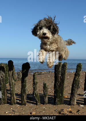 Hunstanton, Norfolk, Großbritannien. 6. Mai 2018. Cookie die cockapoo Hund liebt das heiße Wetter als Sie springt über diese alte See Defense groyne unter einem wunderschönen blauen Himmel bei Hunstanton, Norfolk, am 6. Mai 2018. Credit: Paul Marriott/Alamy leben Nachrichten Stockfoto