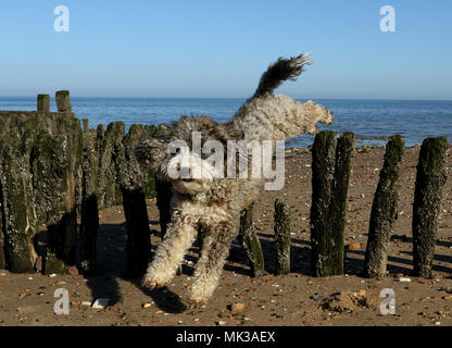 Hunstanton, Norfolk, Großbritannien. 6. Mai 2018. Cookie die cockapoo Hund liebt das heiße Wetter als Sie springt über diese alte See Defense groyne unter einem wunderschönen blauen Himmel bei Hunstanton, Norfolk, am 6. Mai 2018. Credit: Paul Marriott/Alamy leben Nachrichten Stockfoto