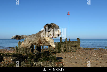 Hunstanton, Norfolk, Großbritannien. 6. Mai 2018. Cookie die cockapoo Hund liebt das heiße Wetter als Sie springt über diese alte See Defense groyne unter einem wunderschönen blauen Himmel bei Hunstanton, Norfolk, am 6. Mai 2018. Credit: Paul Marriott/Alamy leben Nachrichten Stockfoto