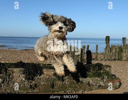 Hunstanton, Norfolk, Großbritannien. 6. Mai 2018. Cookie die cockapoo Hund liebt das heiße Wetter als Sie springt über diese alte See Defense groyne unter einem wunderschönen blauen Himmel bei Hunstanton, Norfolk, am 6. Mai 2018. Credit: Paul Marriott/Alamy leben Nachrichten Stockfoto