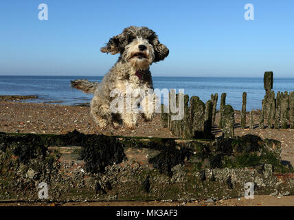 Hunstanton, Norfolk, Großbritannien. 6. Mai 2018. Cookie die cockapoo Hund liebt das heiße Wetter als Sie springt über diese alte See Defense groyne unter einem wunderschönen blauen Himmel bei Hunstanton, Norfolk, am 6. Mai 2018. Credit: Paul Marriott/Alamy leben Nachrichten Stockfoto