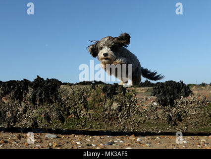 Hunstanton, Norfolk, Großbritannien. 6. Mai 2018. Cookie die cockapoo Hund liebt das heiße Wetter als Sie springt über diese alte See Defense groyne unter einem wunderschönen blauen Himmel bei Hunstanton, Norfolk, am 6. Mai 2018. Credit: Paul Marriott/Alamy leben Nachrichten Stockfoto